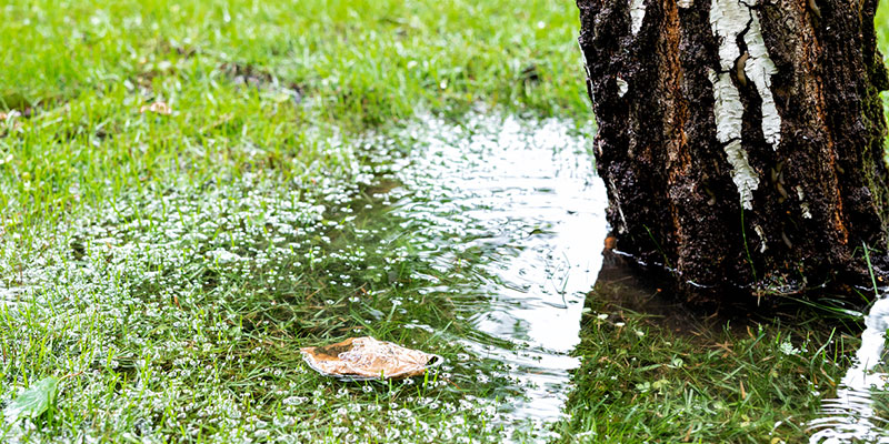 Four Signs You Need Drain Field Replacement